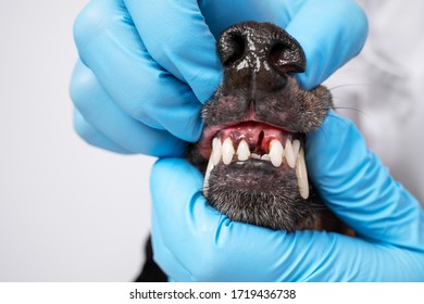 Veterinarian Examines The Oral Cavity Of A Dog In A Clinic. Examines Tooth Extraction.