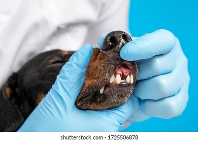 Veterinarian Examines The Oral Cavity Of A Dog In A Clinic. Examines Tooth Extraction