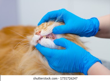 A Veterinarian Examines The Teeth Of A Red Maine Coon Cat At A Reception In A Veterinary Clinic. Animal Care Concept