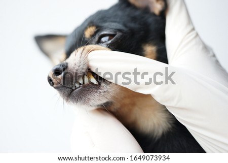 Veterinarian examines the teeth of a small black dog of the Russian Toy Terrier breed,tartar in a dog ,veterinarian hands in latex gloves ,dog teeth with tartar close-up.
