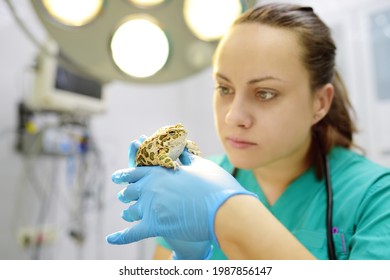 Veterinarian examines a toad in a veterinary clinic. Exotic animals. Health of pet. Animal care. Pet checkup, tests and vaccination. - Powered by Shutterstock