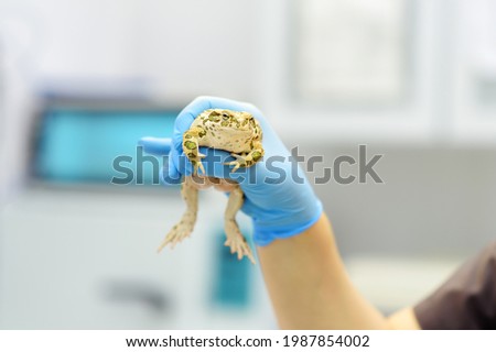 Veterinarian examines a toad in a veterinary clinic. Exotic animals. Health of pet. Animal care. Pet checkup, tests and vaccination.