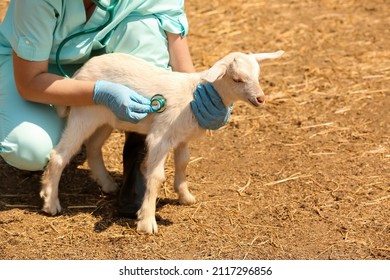 Veterinarian Examining Baby Goat On Farm