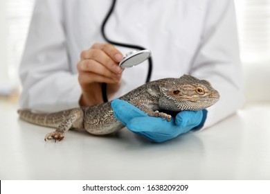 Veterinarian Examining Bearded Lizard On Table In Clinic, Closeup. Exotic Pet
