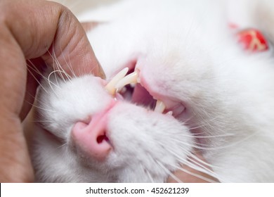 A Veterinarian Is Examining A Cat's Teeth,cat Dental 