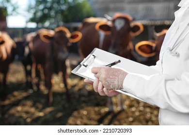 Veterinarian examining cows in paddock on farm - Shutterstock ID 2210720393