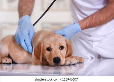 Veterinarian Examining A Cute Dog