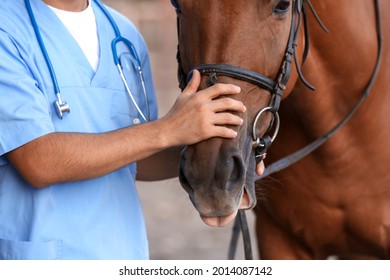 Veterinarian examining cute horse outdoors - Powered by Shutterstock