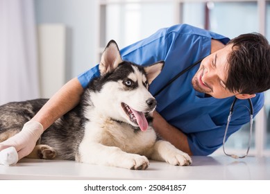 Veterinarian is examining a cute siberian husky at hospital. - Powered by Shutterstock