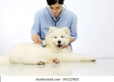 26,348 Vet examining dog Images, Stock Photos & Vectors | Shutterstock