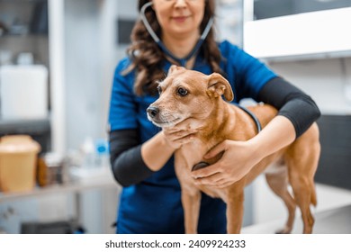 Veterinarian examining dog in veterinary clinic.Visit to veterinary clinic. Healthcare of your pet. - Powered by Shutterstock