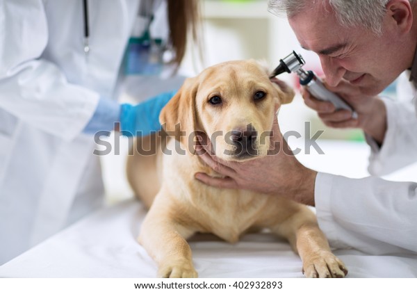 Veterinarian\
examining ear of labrador with\
otoscope