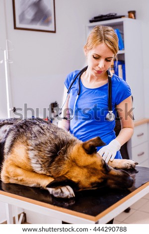 Similar – Image, Stock Photo German shepherd dog