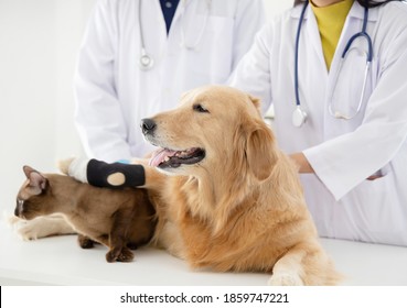 Veterinarian Examining Golden Retriever Dog And Cat E In Vet Clinic