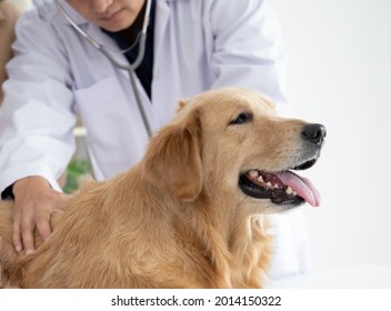 Veterinarian Examining Golden Retriever Dog  In Vet Clinic