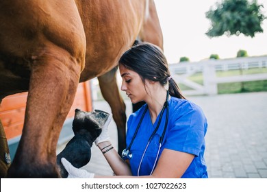 Veterinarian examining horse.