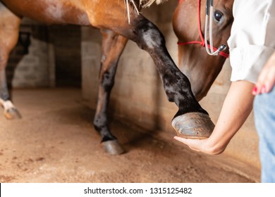 Veterinarian examining horse leg tendons. Selective focus on hoof. - Powered by Shutterstock