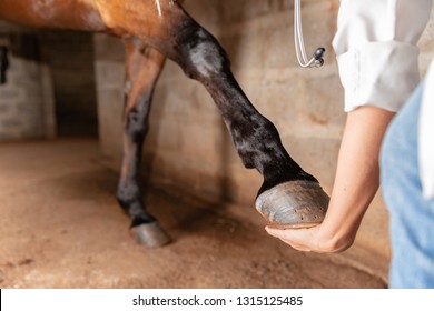 Veterinarian examining horse leg tendons. Selective focus on hoof.