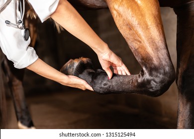 Veterinarian examining horse leg tendons
