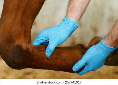 Veterinarian examining horse leg tendons.