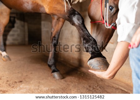 Veterinarian examining horse leg tendons. Selective focus on hoof.