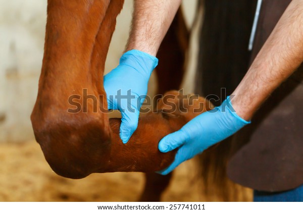 Veterinarian examining horse\
leg tendons.