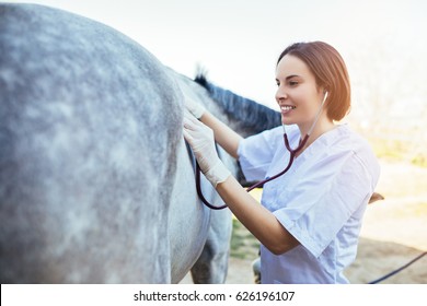 Veterinarian examining horse. Selective focus on vet's hand.  - Powered by Shutterstock