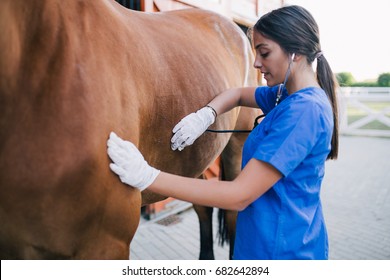 Veterinarian examining horse. Selective focus on hand. - Powered by Shutterstock