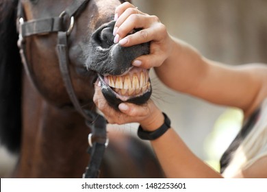 Veterinarian examining horse teeth on farm, closeup - Powered by Shutterstock