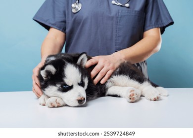 Veterinarian examining husky puppy on table - Powered by Shutterstock