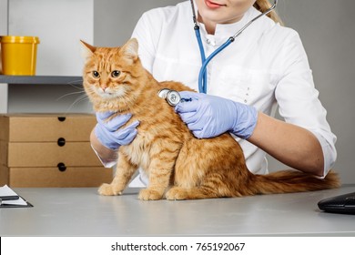 Veterinarian Examining A Kitten In Animal Hospital