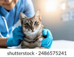 Veterinarian examining pet on table in veterinary clinic, Veterinary caring of a cute cat, healthcare of your pet. Pet Health Check Up. Caring Veterinarian Examining And Comforting a Cat During
