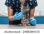Veterinarian examining pet on table in veterinary clinic, Veterinary caring of a cute cat, healthcare of your pet. Pet Health Check Up. Caring Veterinarian Examining And Comforting a Cat During