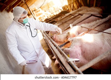 Veterinarian examining pig farm for some disease, checking each pig health.