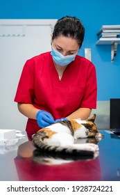 Veterinarian With Face Mask Drawing Blood From A Sedated Cat