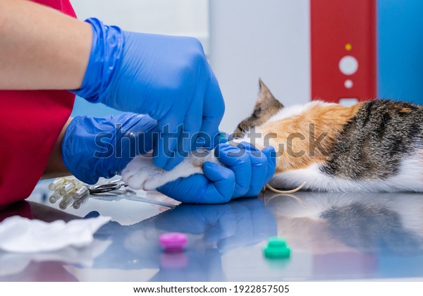 Veterinarian with face mask drawing blood from a\
sedated cat