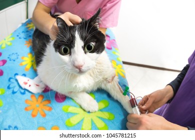 Veterinarian Females With Cannula Needle Injection In Vet Studio. Cat Patient For Blood Testing Or Transfusion Of Blood And Drugs