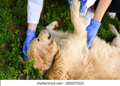 Veterinarian first aid. Veterinarian treatment. Senior dog treatment. Senior dog health issues. Golden retriever medical treatment. Animal health examination. - Powered by Shutterstock