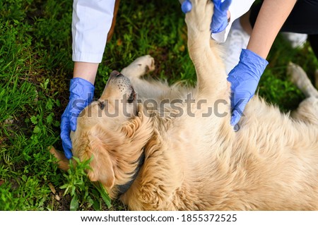 Veterinarian first aid. Veterinarian treatment. Senior dog treatment. Senior dog health issues. Golden retriever medical treatment. Animal health examination.