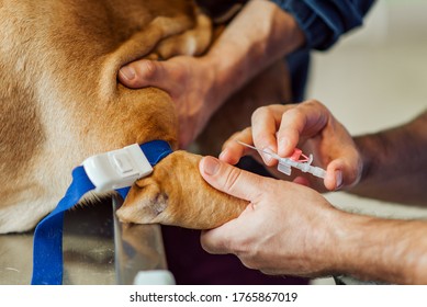 Veterinarian Giving Anesthesia To A Dog Through Intravenous Catheter In The Paw.