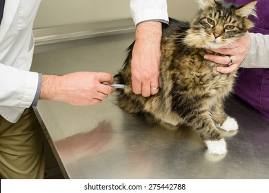 A Veterinarian Is Giving A Cat A Vaccination