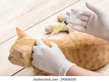 Veterinarian Is Giving A Cat A Vaccination