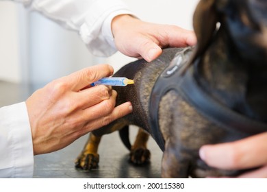 Veterinarian Is Giving Dog A Vaccine With Syringe