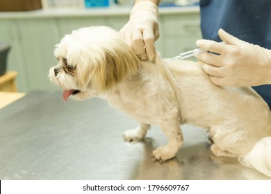犬 注射 の画像 写真素材 ベクター画像 Shutterstock