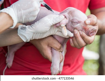 veterinarian is giving a pig a vaccination.