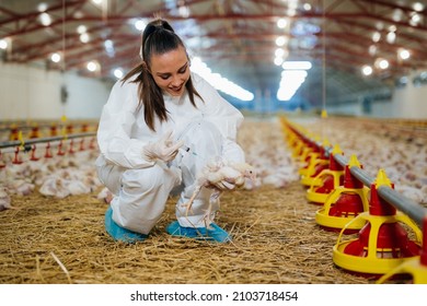 veterinarian giving vaccine to chicken