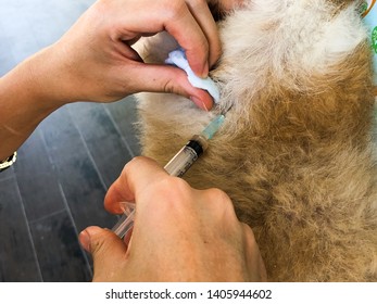 how to give a subcutaneous injection in dogs