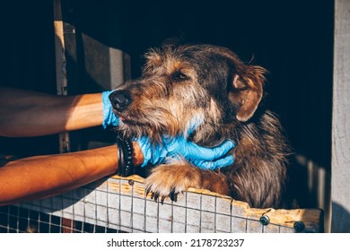 Veterinarian hands stroking old homeless dog in animal shelter. Volunteers help Ukrainian pets. Animal Aid. Uzhhorod, Ukraine - Jul, 2022.