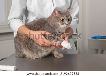Veterinarian holding cute scottish straight cat with bandage on paw at table indoors, closeup