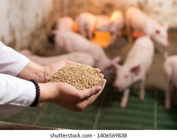Veterinarian holding dry food in granules in hands and offering to piglets in stable - Shutterstock ID 1406569838
